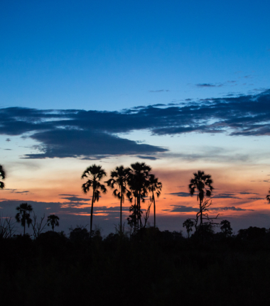 Machaba Safaris Okavango Delta Palms