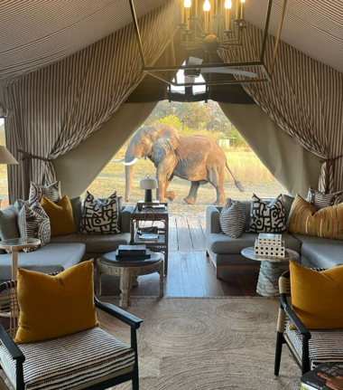 Machaba Monachira Camp Wildlife Sightings August 2025 Elephant Outside Monachira Camp