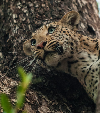 Machaba Kiri Camp Wildlife Sightings March 2026 Leopard Cub In A Tree