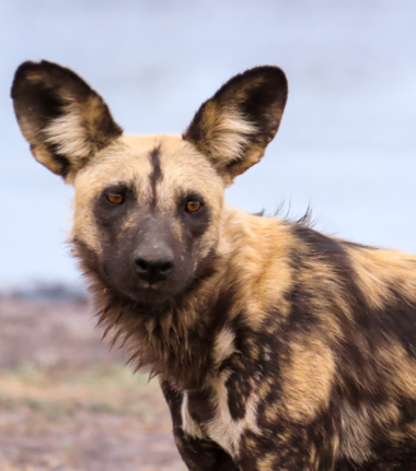 Machaba Kiri Camp Wildlife Sightings September 2025 African Wild Dog Machaba Kiri Camp Wildlife Sightings September 2025 African Wild Dog