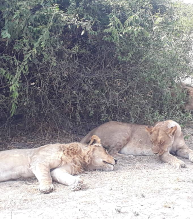 Machaba Botswana Chobe Ngoma Safari Lodge Lions Sightings August 2019 Machaba Botswana Chobe Ngoma Safari Lodge Lions Sightings August 2019