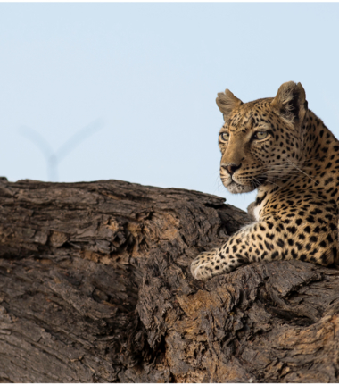 Machaba Camp Botswana Okavango Delta Little Machaba Camp Leopard Sightings September 2019