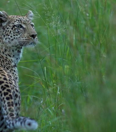 Machaba Botswana Okavango Delta Camp Leopard Sightings January 2017