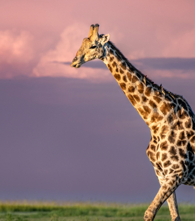 Botswana Chobe National Park