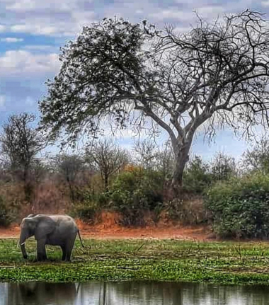 Zimbabwe Mana Pools Ingwe Pan Elephants At Pan
