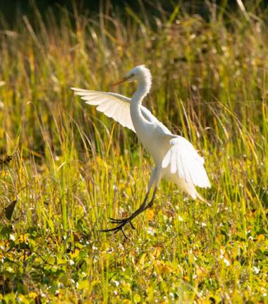 Machaba Mana River Camp Wildlife Sightings July 2025 Great Egret