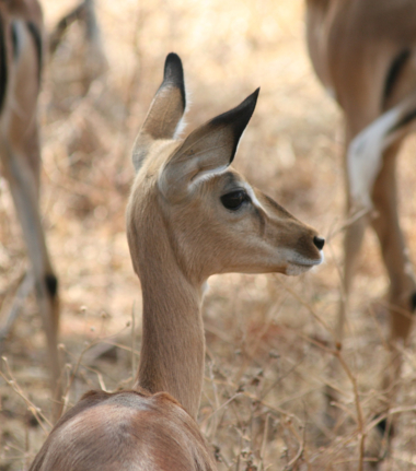 Machaba Ngoma Safari Lodge Wildlife Sightings September 2025 Adolescent Impala Machaba Ngoma Safari Lodge Wildlife Sightings September 2025 Adolescent Impala