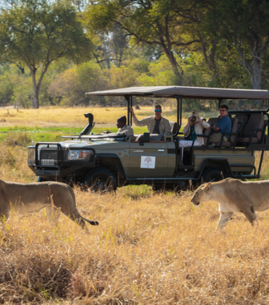 Machaba Camp Wildlife Sightings January 2026 Lionesses Spotted On Safari