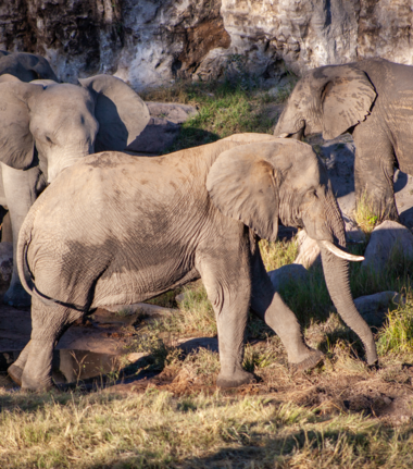 Machaba Deteema Springs Camp Wildlife Sightings April 2026 Elephants Near Deteema Springs
