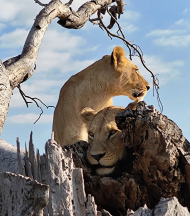 Machaba Verneys Camp Wildlife Sightings June 2026 Lionesses In The Okavango