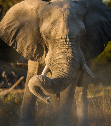 Machaba Safaris Machaba Camp Stories Oct 2023 Elephant