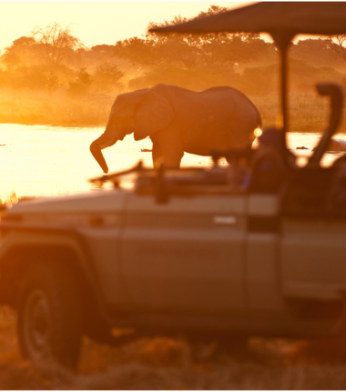 Machaba Camp Botswana Okavango Wildlife