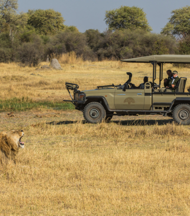Lion spotted on Game Drive at Machaba Safaris
