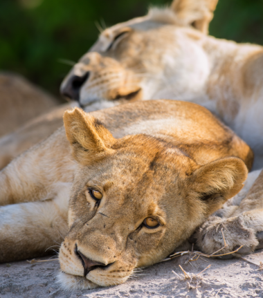 Machaba Machaba Camp Wildlife Sightings June 2026 Lionesses Sleeping