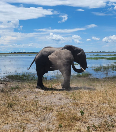 Botswana Chobe Elephant