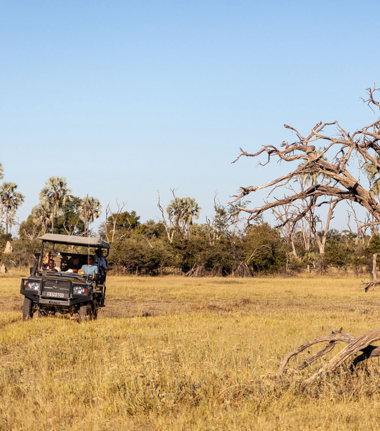 Machaba Safaris   Botswana   Okavango   Gomoti Plains   Game Drive