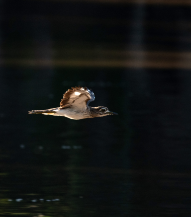 Machaba Mana River Camp Wildlife Sightings July 2026 Water Thick Knee