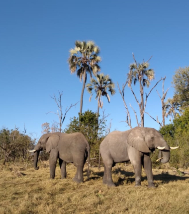 Machaba Gomoti Plains Camp Wildlife Sightings July 2025 Elephsnts In Gomoti