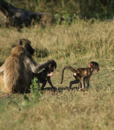 Machaba Monachira Camp Wildlife Sightings May 2026 Baboons In The Okavango
