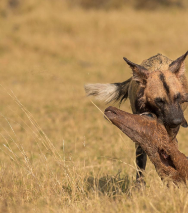 Botswana Okavango Delta Machaba Camp Sightings Hyena August 2017 Botswana Okavango Delta Machaba Camp Sightings Hyena August 2017