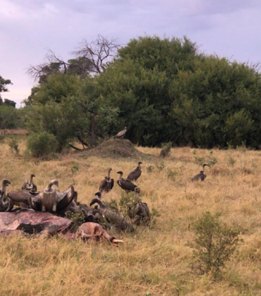 Machaba Camp Botswana Okavango Delta Little Machaba Camp Vultures Sightings November 2018 Machaba Camp Botswana Okavango Delta Little Machaba Camp Vultures Sightings November 2018
