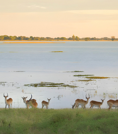 Machaba Web Blog Wildlife Stories Ngoma Chobe River