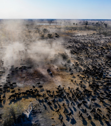 Machaba Deteema Springs Camp Wildlife Sightings May 2025 Massive Herd Of Water Buffalo In Botswana Machaba Deteema Springs Camp Wildlife Sightings May 2025 Massive Herd Of Water Buffalo In Botswana