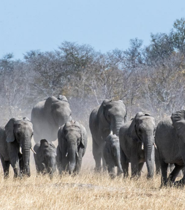 Machaba Verneys Camp Wildlife Sightings August 2026 Elephant Herd