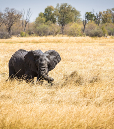 Machaba Camp Wildlife Sightings March 2025 Elephant In Tall Grass