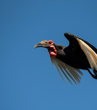 Machaba Ingwe Pan Camp Wildlife Sightings June 2025 Southern Ground Hornbill