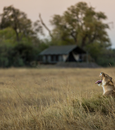 Machaba Safaris Botswana Okavango Delta Machaba Camp Luxury Tents