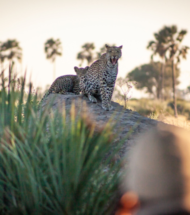 Guests spotting two leopards on an ant hill near Gomoti Plains Camp Guests spotting two leopards on an ant hill near Gomoti Plains Camp