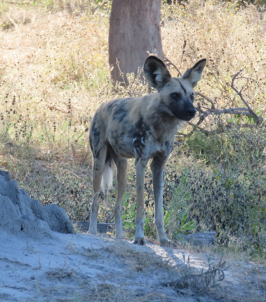 Machaba Kiri Camp Wildlife Sightings May 2025 African Wild Dog