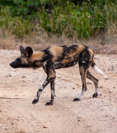 Machaba Deteema Springs Camp Wildlife Sightings August 2025 Painted Wild Dog Machaba Deteema Springs Camp Wildlife Sightings August 2025 Painted Wild Dog