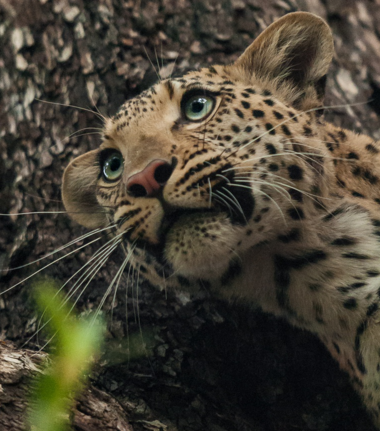 Machaba Kiri Camp Wildlife Sightings May 2026 Adolesent Leopard In A Tree