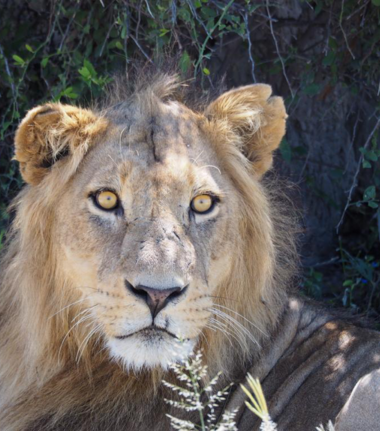 Machaba Gomoti Plains Camp Wildlife Sightings May 2026 Male Lion