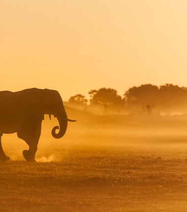 Machaba Kiri Camp Wildlife Sightings June 2025 Elephant In The Savannah