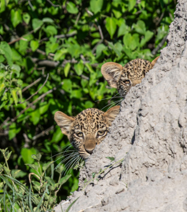 Machaba Kiri Camp Wildlife Sightings January 2026 Leopard Cubs Behind Termite Mound