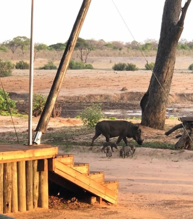 Machaba Zimbabwe Hwange Verneys Camp Warthog 2 Sightings November 2019
