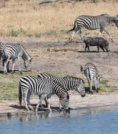 Machaba Verneys Camp Wildlife Sightings September 2025 Wildlife Outside Verneys Machaba Verneys Camp Wildlife Sightings September 2025 Wildlife Outside Verneys