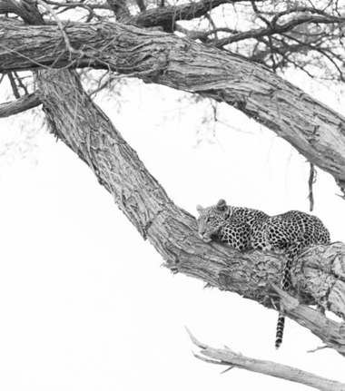 Machaba Botswana Okavango Delta Little Machaba Camp 3 Leopard Sightings April 2019 Machaba Botswana Okavango Delta Little Machaba Camp 3 Leopard Sightings April 2019