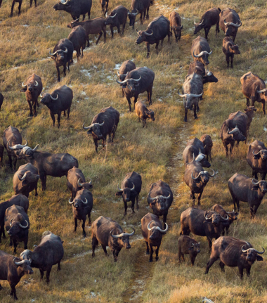Botswana Okavango Delta Gomoti Camp Sightings May 2021 Buffallo Botswana