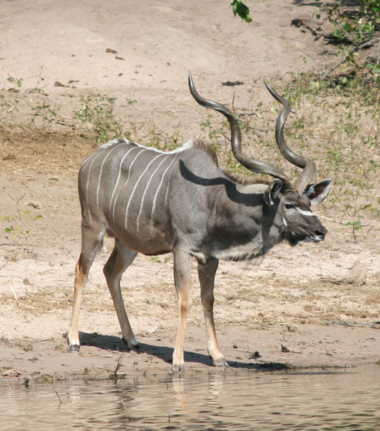 Machaba Ngoma Safari Lodge Wildlife Sightings October 2025 Greater Kudu