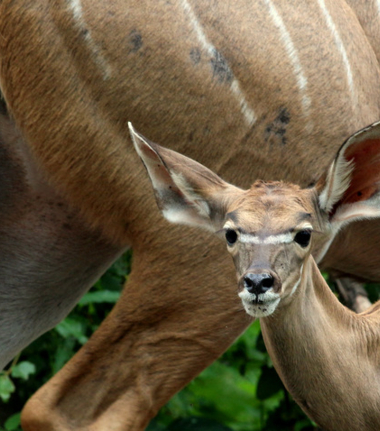 Machaba Botswana Okavango Delta Gomoti Plains Impala Sightings May 2018