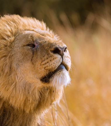 Machaba Machaba Camp Wildlife Sightings August 2025 Lion In The Okavango Delta
