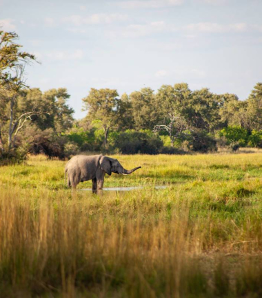 Machaba Botswana Okavango Delta November Sightings 2020 Cta Botswana