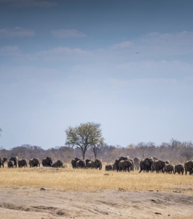 Machaba Verneys Camp Wildlife Sightings April 2025 Banner Massive Elephant Herd Machaba Verneys Camp Wildlife Sightings April 2025 Banner Massive Elephant Herd