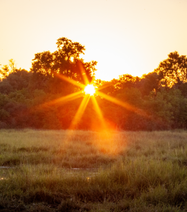 Machaba Camp Wildlife Sightings January 2026 Golden Hour In The Okavango Delta