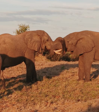 Machaba Verneys Camp Wildlife Sightings June 2026 Pair Of Elephants