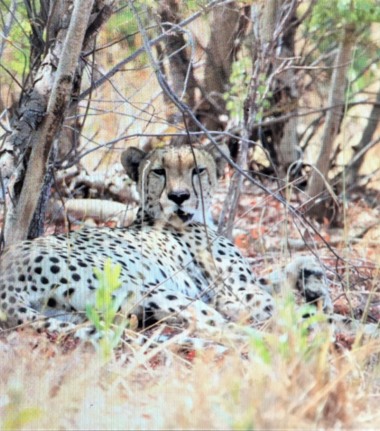 Machaba Zimbabwe Hwange Verneys Camp Cheetah Sightings September October 2019